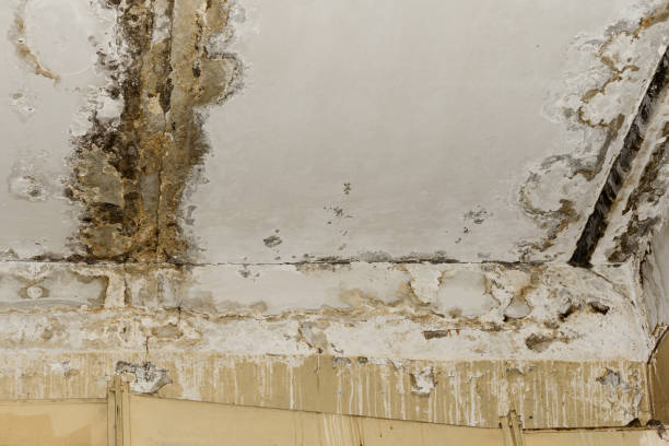 Best Commercial Mold Inspection  in Shelley, ID