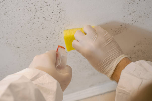 Best Attic Mold Removal  in Shelley, ID