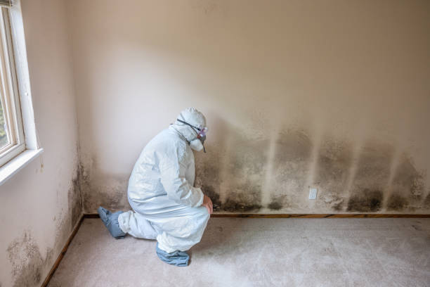 Best Mold Removal for HVAC Installations  in Shelley, ID